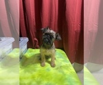 Small #4 Brussels Griffon
