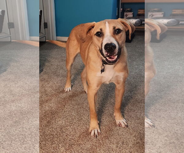 Medium Photo #2 Mutt Puppy For Sale in Bellevue, WA, USA