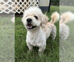 Small #4 Poodle (Miniature)