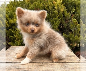 Pomeranian Puppy for sale in MIDDLEBURY, IN, USA