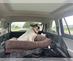 Roxy - Female Labrador Retriever-Unknown Mix Dog for Adoption - Photo #2