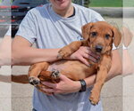 Small #4 Bassetdor