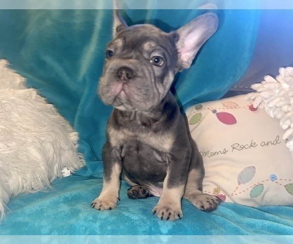 Medium Photo #44 French Bulldog Puppy For Sale in SPRINGFIELD, MA, USA