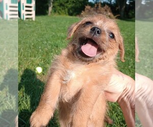 Chorkie Puppy for sale in DAYTON, OH, USA