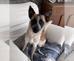 Small #1 Mutt