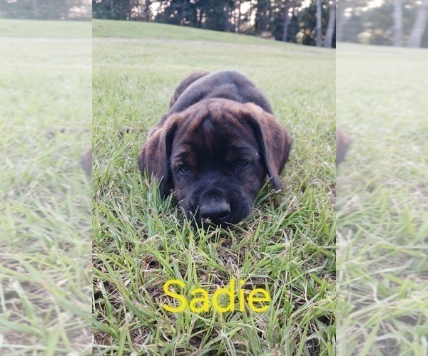 Medium Photo #1 Mastiff Puppy For Sale in BRANTLEY, AL, USA