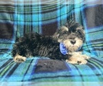 Small #4 Schnauzer (Miniature)