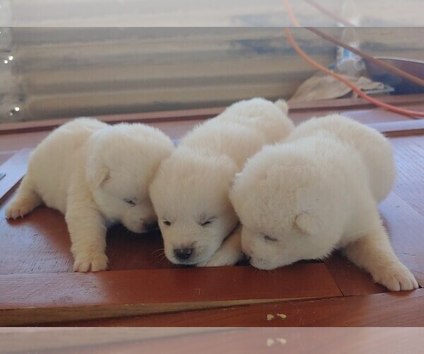 Medium Photo #1 Akita Puppy For Sale in AZUSA, CA, USA