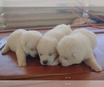Small Photo #1 Akita Puppy For Sale in AZUSA, CA, USA