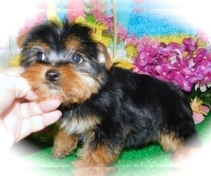Yorkshire Terrier Puppy for Sale in HAMMOND, Indiana USA