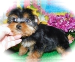 Image preview for Ad Listing. Nickname: yorkie