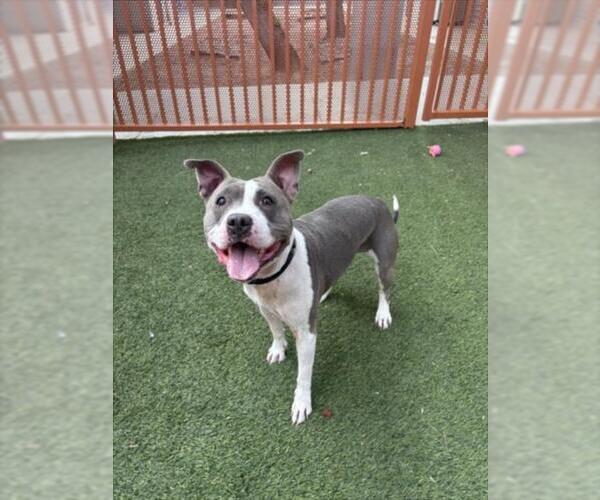 Medium Photo #2 Mutt Puppy For Sale in Las Vegas, NV, USA