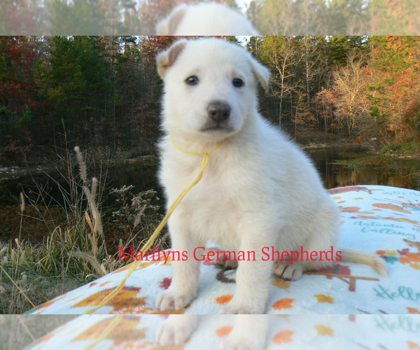 Medium Photo #4 German Shepherd Dog Puppy For Sale in PIEDMONT, MO, USA