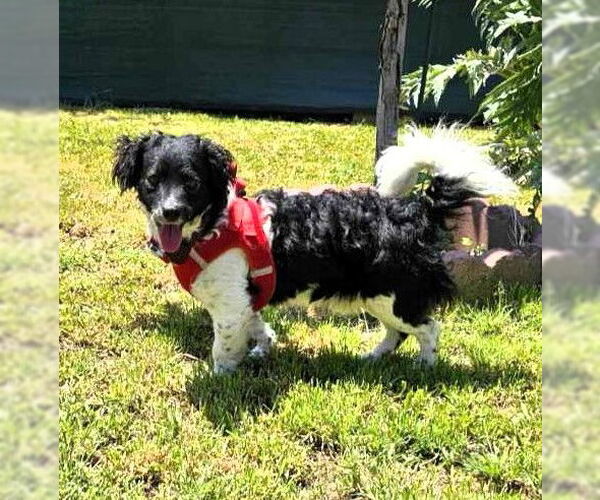 Medium Photo #1 Dachshund-Spaniel Mix Puppy For Sale in Oakley, CA, USA