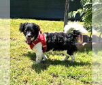 Small Dachshund-Spaniel Mix