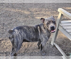Andy II - Male Bulldog-Unknown Mix Dog for Adoption - Photo #5