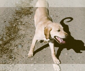 Medium Labrador Retriever