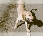 Puppy 4 Labrador Retriever
