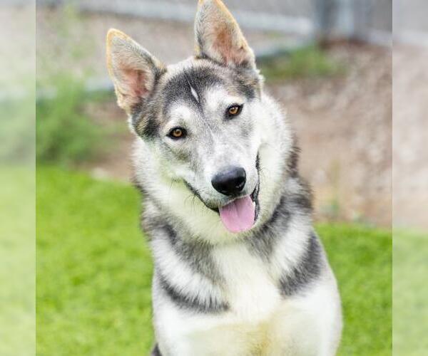 Medium Photo #2 German Shepherd Dog-Huskies  Mix Puppy For Sale in Camarillo, CA, USA