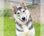 Small #1 German Shepherd Dog-Huskies  Mix