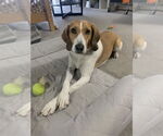 Small #2 Treeing Walker Coonhound Mix