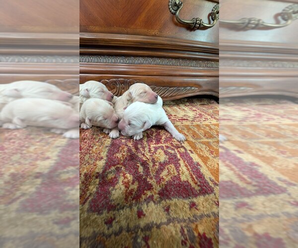 Medium Photo #2 English Cream Golden Retriever Puppy For Sale in ELVERTA, CA, USA