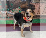 Small #1 Beagle-Bluetick Coonhound Mix
