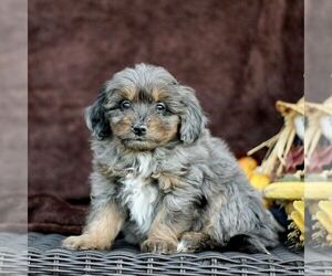 Bernedoodle (Miniature) Puppy for sale in LITITZ, PA, USA