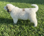 Small Photo #6 Great Pyrenees Puppy For Sale in DECATUR, IN, USA