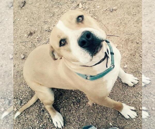 Medium Photo #3 American Pit Bull Terrier-Bull Terrier Mix Puppy For Sale in Oro Valley, AZ, USA