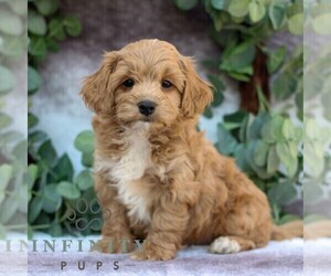 Cavachon-Poodle (Miniature) Mix Puppy for sale in GORDONVILLE, PA, USA