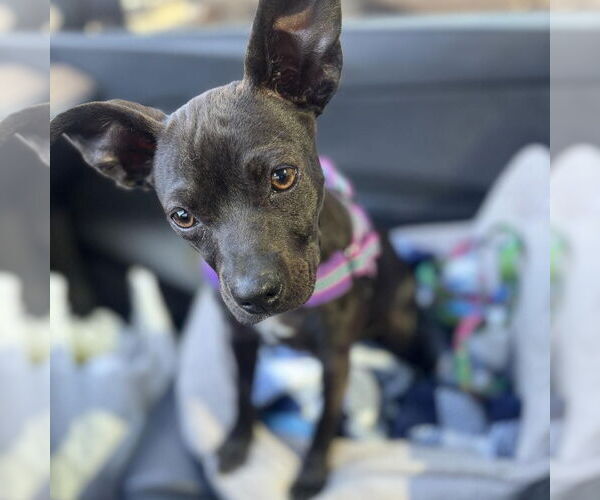 Medium Photo #2 Boston Terrier-Unknown Mix Puppy For Sale in Hayward, CA, USA