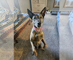 Small Photo #10 Mutt Puppy For Sale in Stevens Point, WI, USA