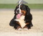 Small Photo #11 Bernese Mountain Dog Puppy For Sale in PIEDMONT, SC, USA
