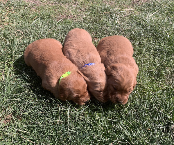 Medium Photo #14 Golden Retriever Puppy For Sale in CLEVER, MO, USA
