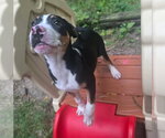 Small #1 American Pit Bull Terrier Mix