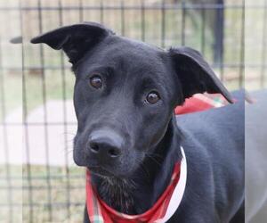Labrador Retriever-Unknown Mix Dogs for adoption in San Antonio, TX, USA