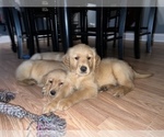 Small Photo #8 Golden Retriever Puppy For Sale in WARWICK, RI, USA