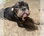 Small Photo #7 American Bully Puppy For Sale in OAKLAND, CA, USA