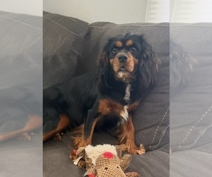 Mother of the Cavapoo puppies born on 06/19/2025