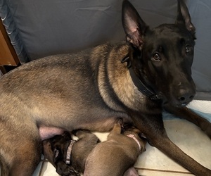 Mother of the Belgian Malinois puppies born on 09/17/2025