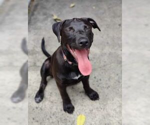 Pointer-Unknown Mix Dogs for adoption in Elmsford, NY, USA