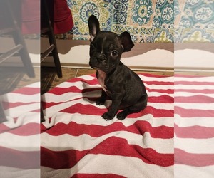 Faux Frenchbo Bulldog Puppy for sale in GUILFORD, ME, USA