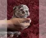 Small Photo #6 French Bulldog Puppy For Sale in CALDWELL, TX, USA