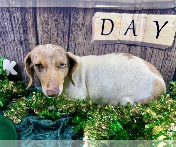 Medium Photo #5 Dachshund Puppy For Sale in CASSVILLE, MO, USA