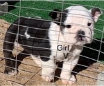 Small #1 English Bulldog