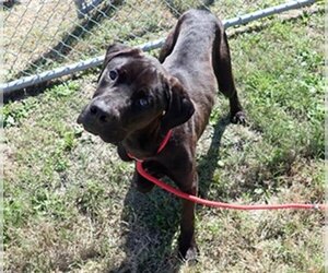 Great Dane-Labrador Retriever Mix Dogs for adoption in Corpus Christi, TX, USA