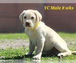 Puppy Yellow Collar Labrador Retriever