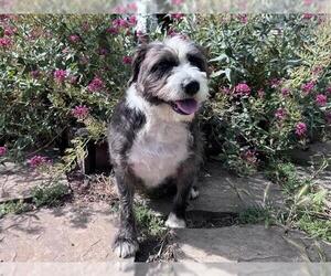 Poodle (Miniature)-Unknown Mix Dogs for adoption in Redwood City, CA, USA