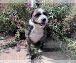 Small Poodle (Miniature) Mix